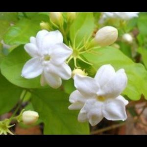 Meet your Posher, Jasmine